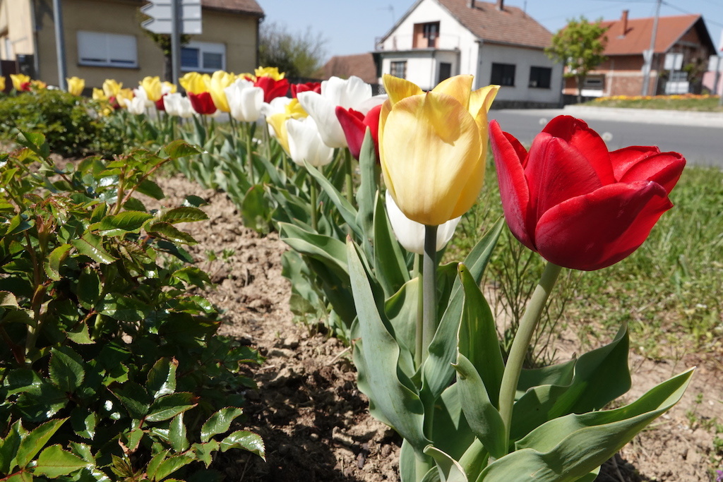 Šareni tulipani u Đurđevcu