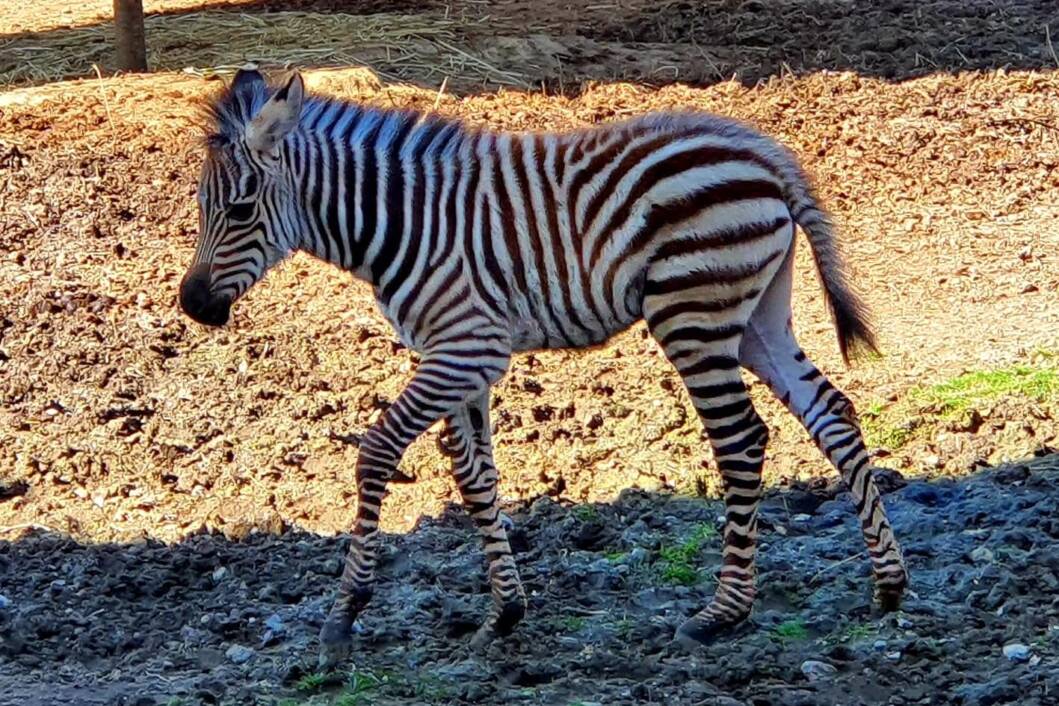 Zebrica u zagrebačkom ZOO-u