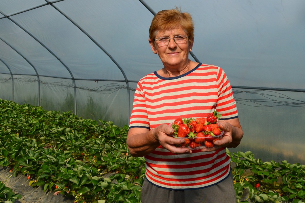Anica Paska iz Vlaislava bavi se proizvodnjom jagoda