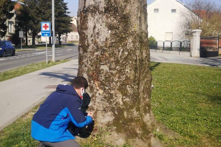 Crvenolisna bukva na Trgu Tomislava Bardeka