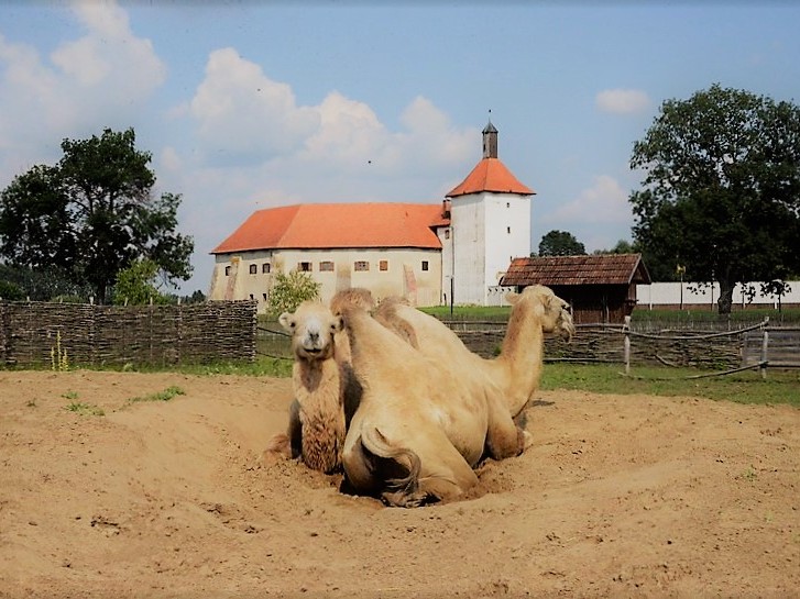 Deve u đurđevačkoj Sahari