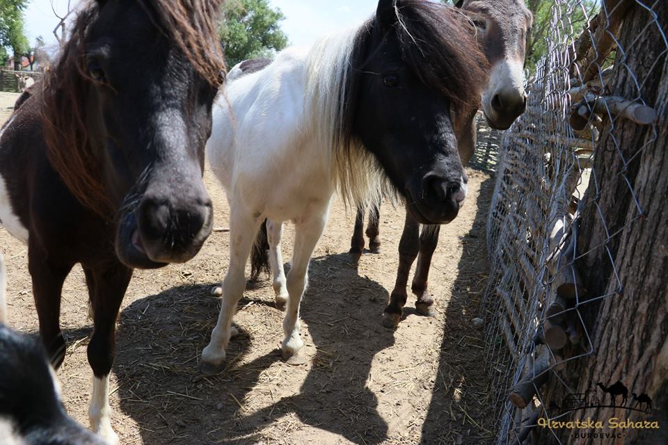 Konji u đurđevačkoj Sahari
