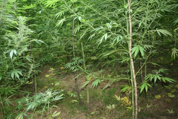 Indijska konoplja tipa marihuana