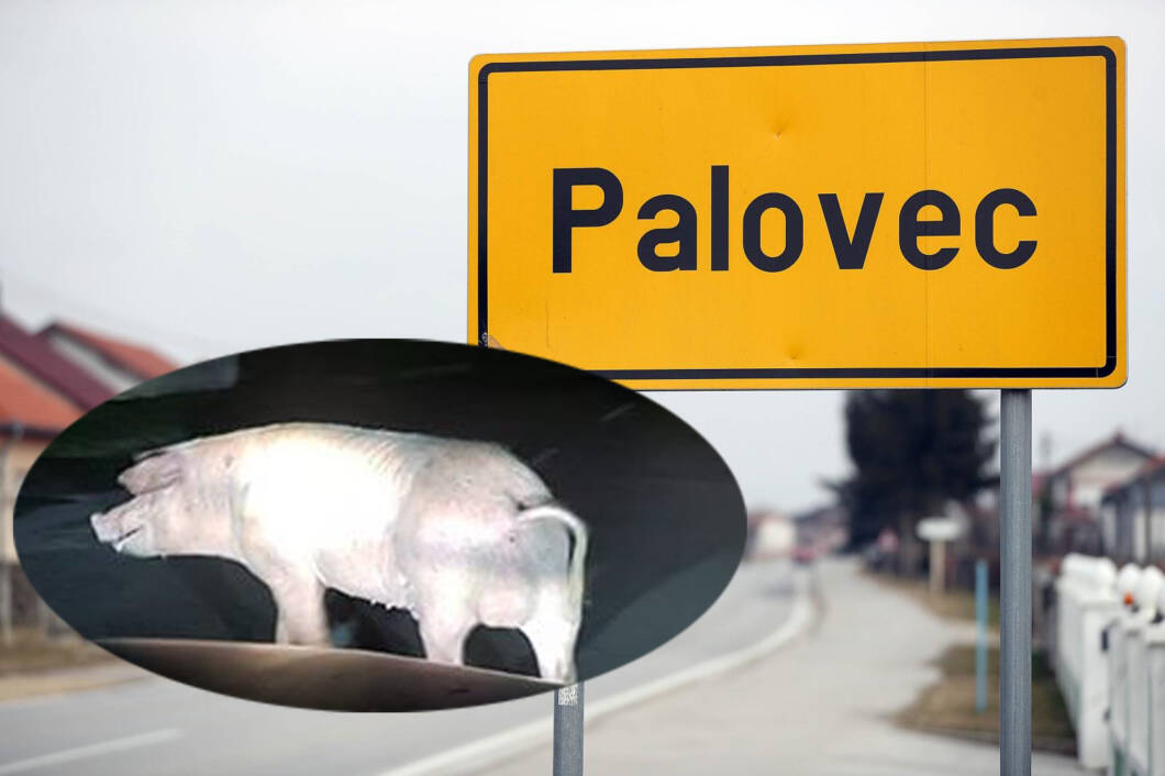 Svinja u Palovcu