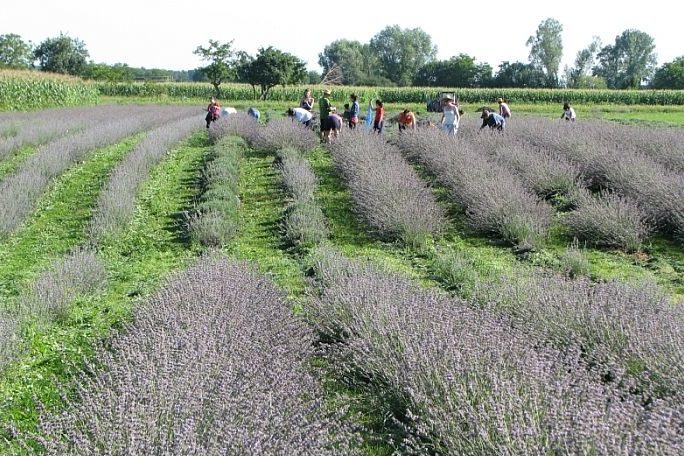 Lavanda u Đurđevcu