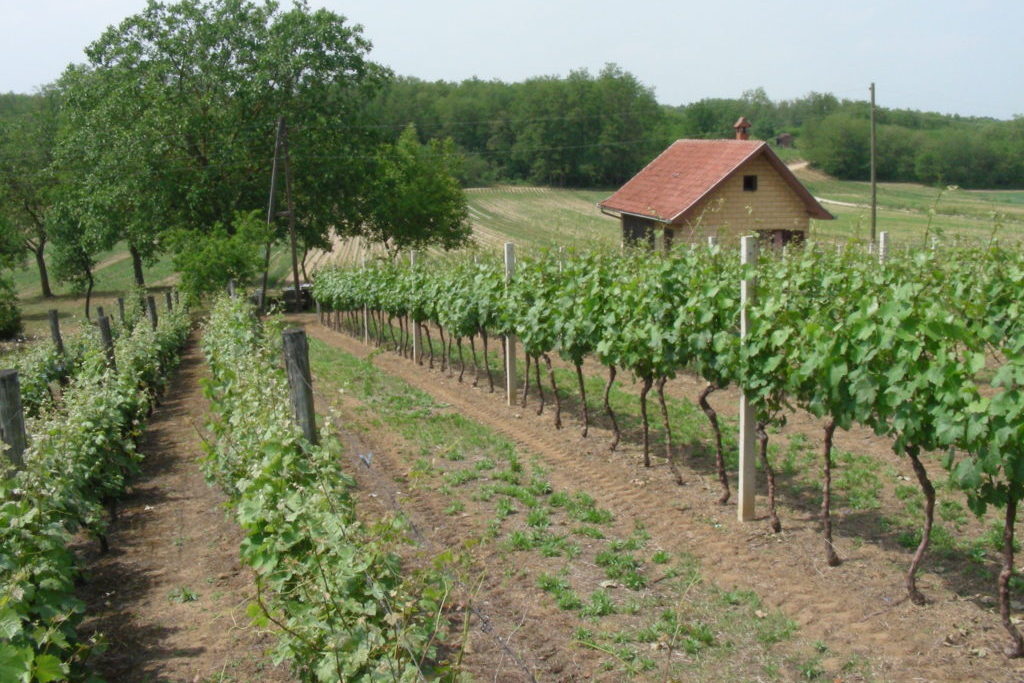Vinograd