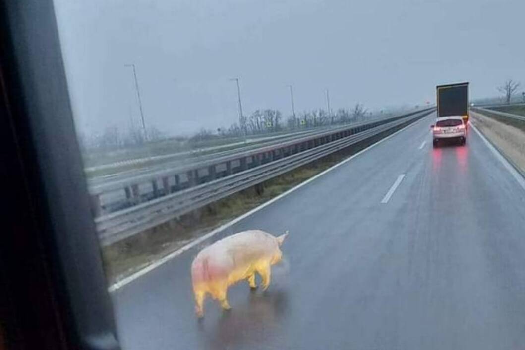 Svinja na brzoj cesti