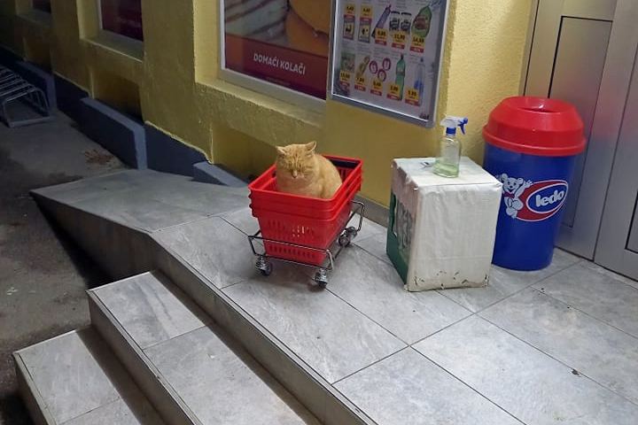 Mačka u košarici ispred Dergez trgovine u Koprivničkim Bregima