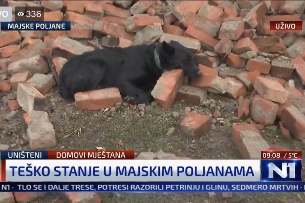 Pas na ruševinama svog doma
