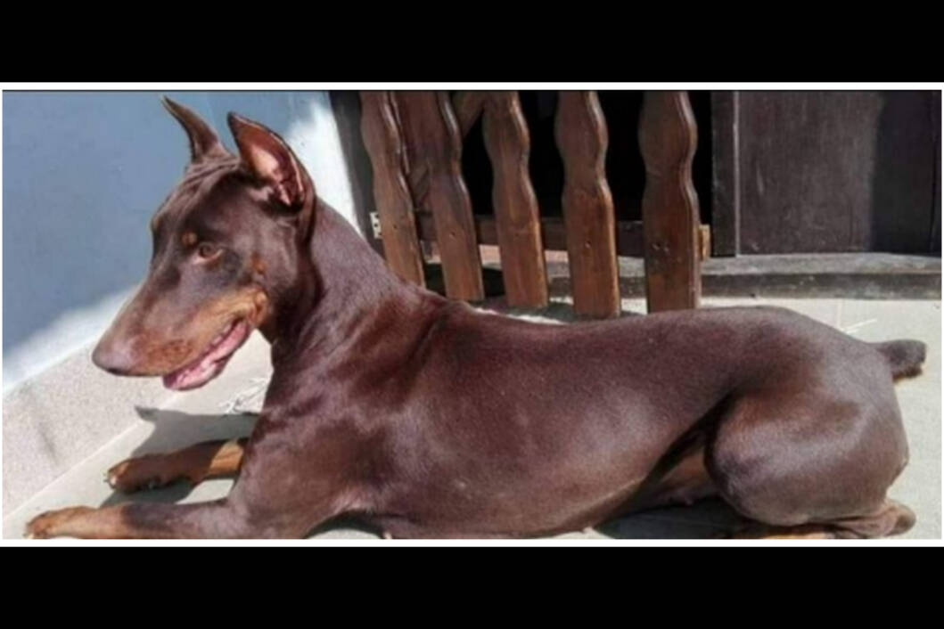 Dobermanka Asja