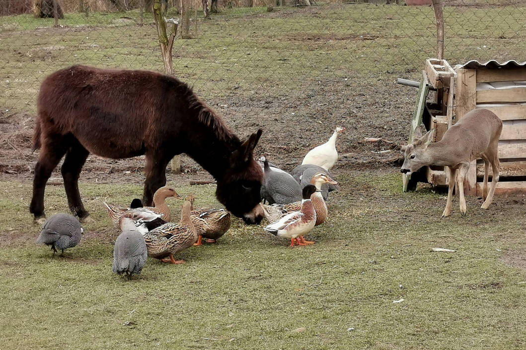 Životinje na prostoru Grgine arke