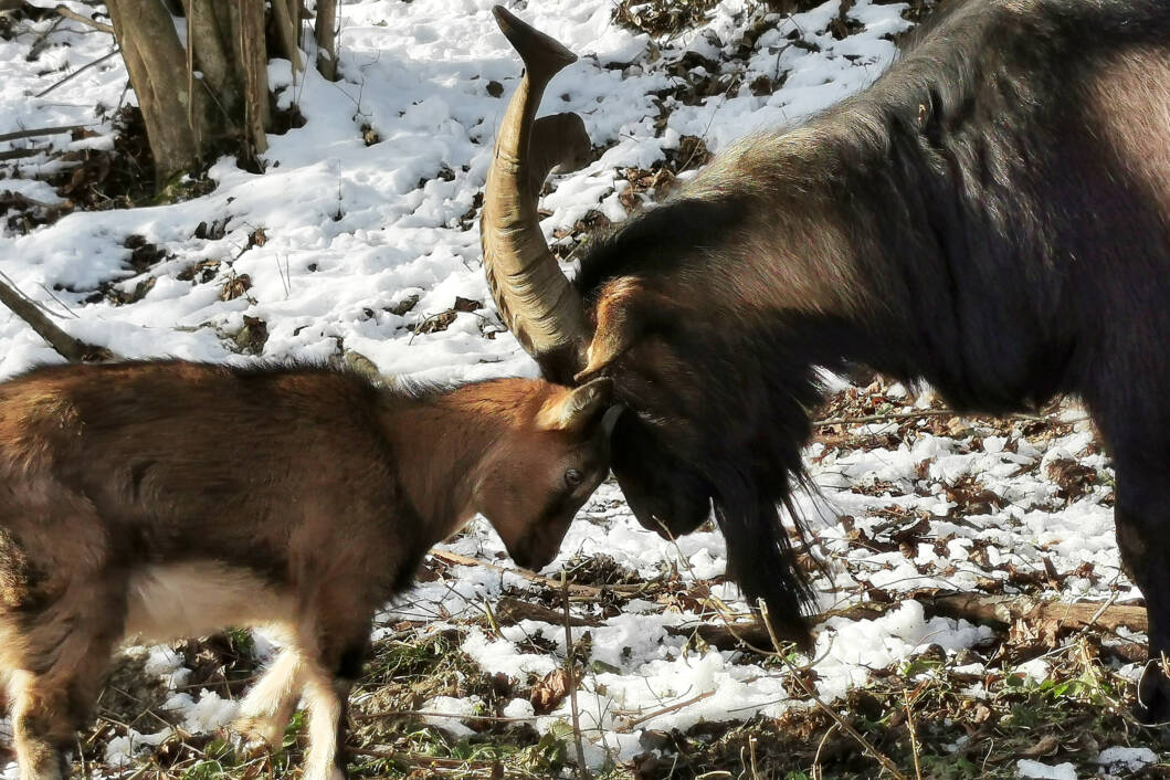 Životinje na prostoru Grgine arke