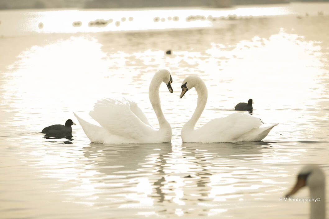 Zaljubljeni labudovi na jezeru Šoderici