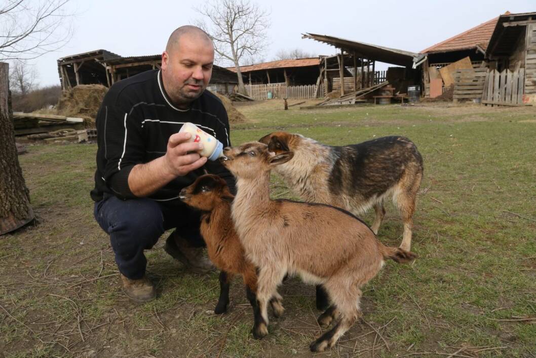 Ratko Hlišć hrani jariće na flašicu