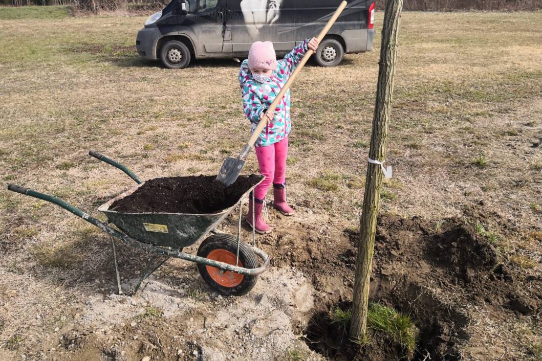 Provedba akcije Zasadi stablo, ne budi panj