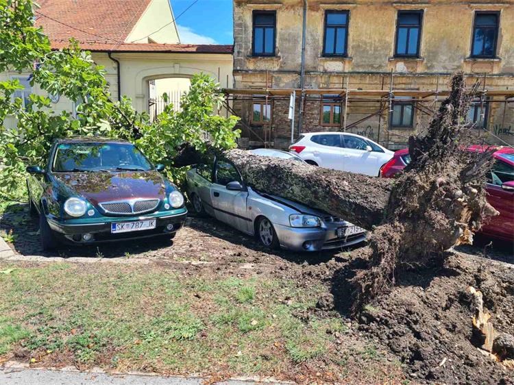 Srušeno stablo na automobilima