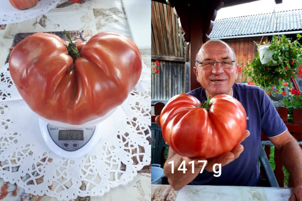 Željko Namjesnik ponosan je na svoj ogroman paradajz