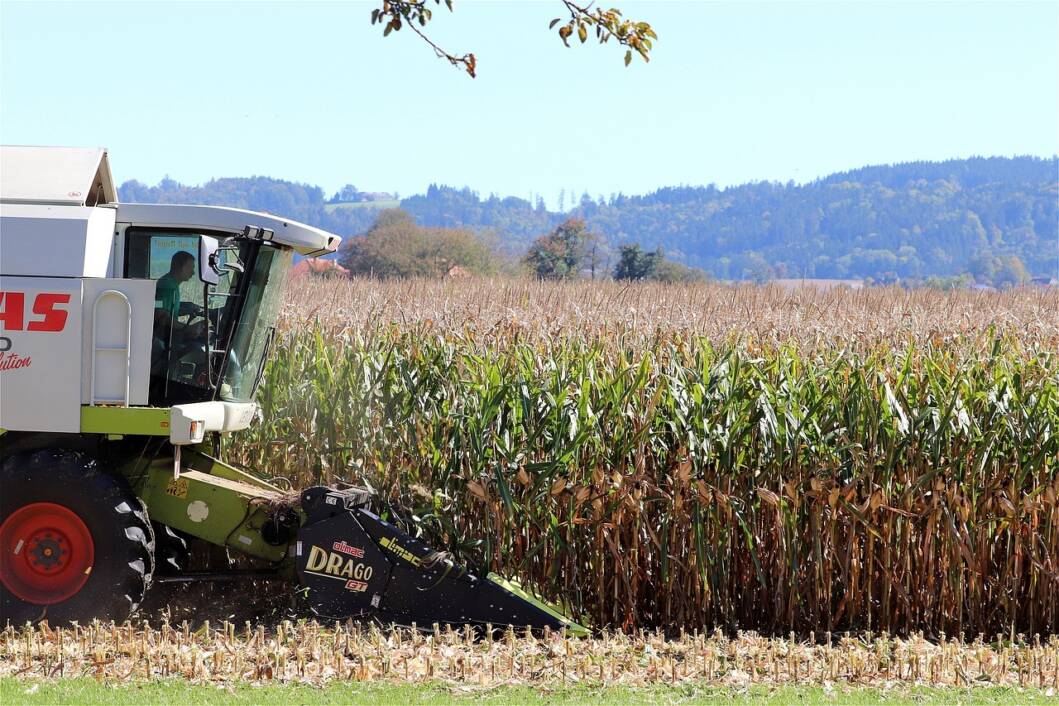 Kombajn bere kukuruz na poljoprivrednom zemljištu