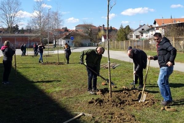 Sadnja stabala u Križevcima