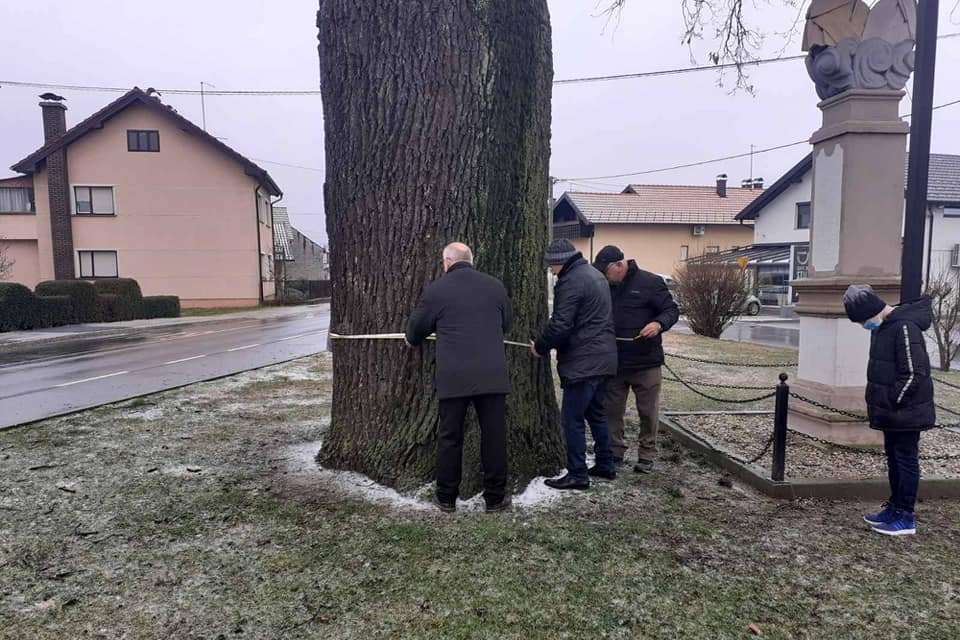 Mjerenje obujma hrasta lužnjaka - 'Arpada'