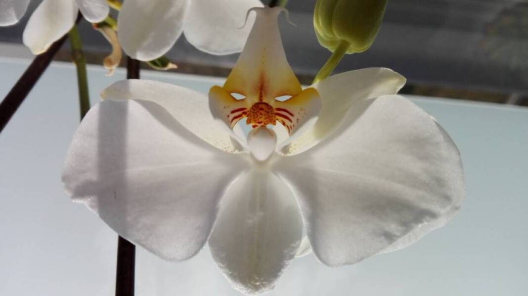 Cvijet orhideje