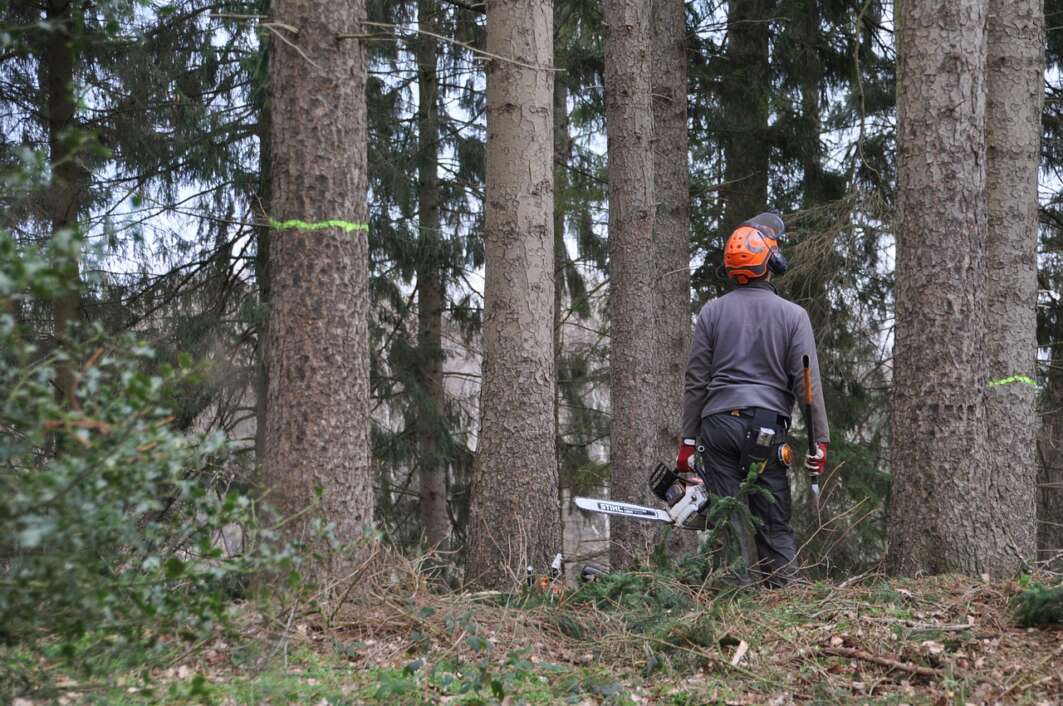 Radnik u šumi ruši drva