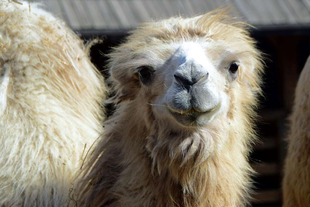 ZOO Hrvatska Sahara