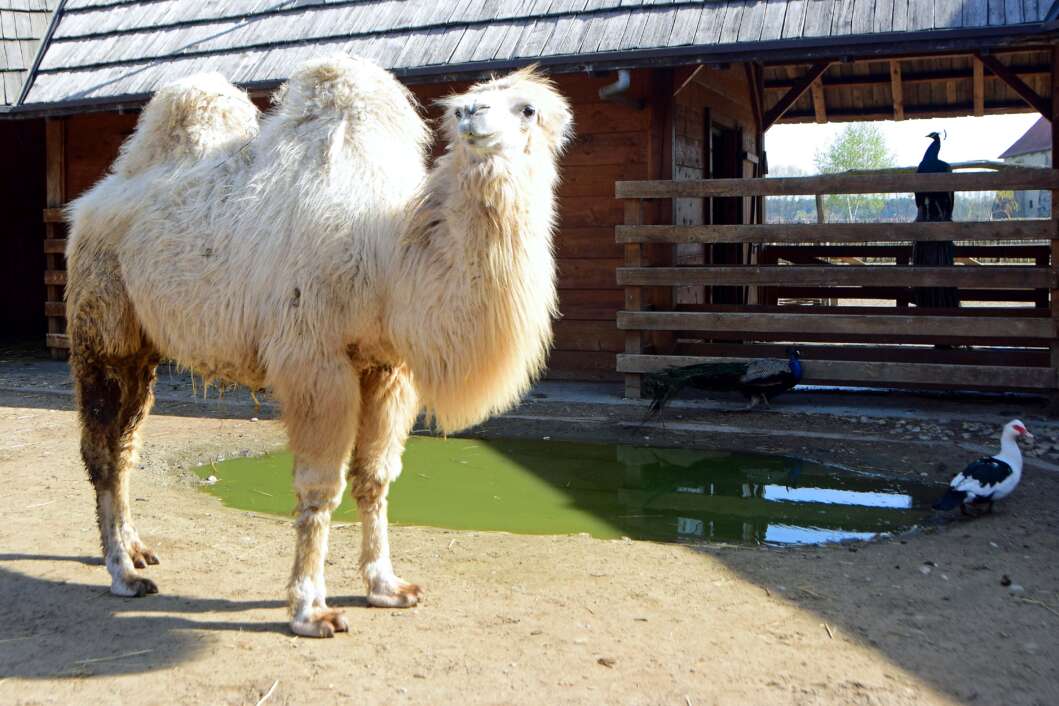 ZOO Hrvatska Sahara