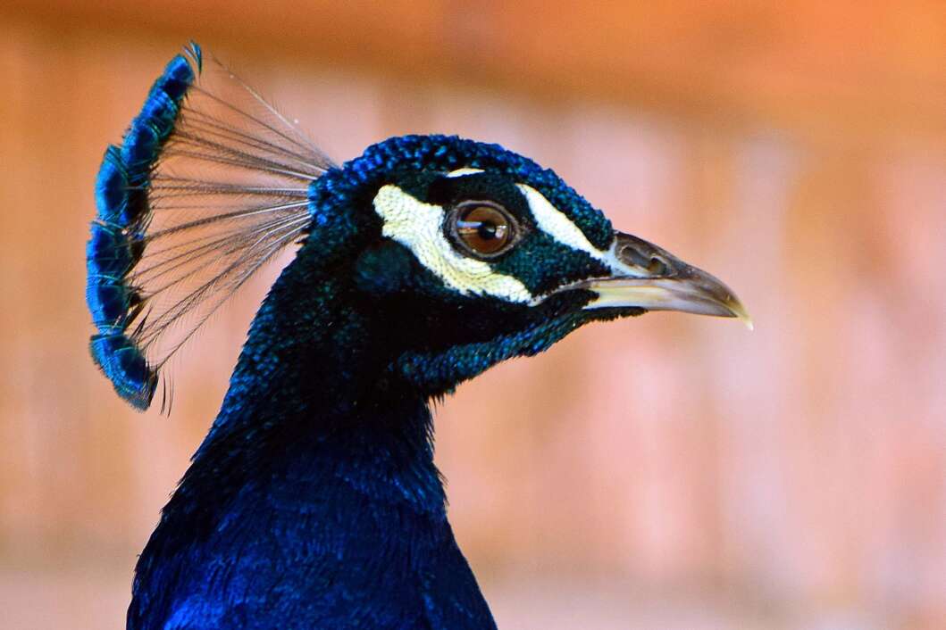 ZOO Hrvatska Sahara