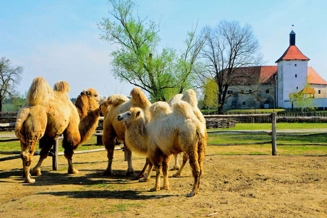 ZOO Hrvatska Sahara