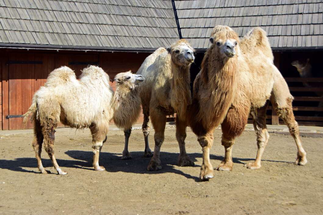 ZOO Hrvatska Sahara