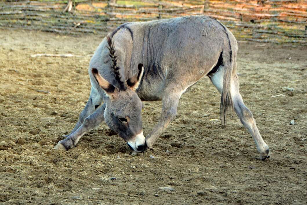 ZOO Hrvatska Sahara