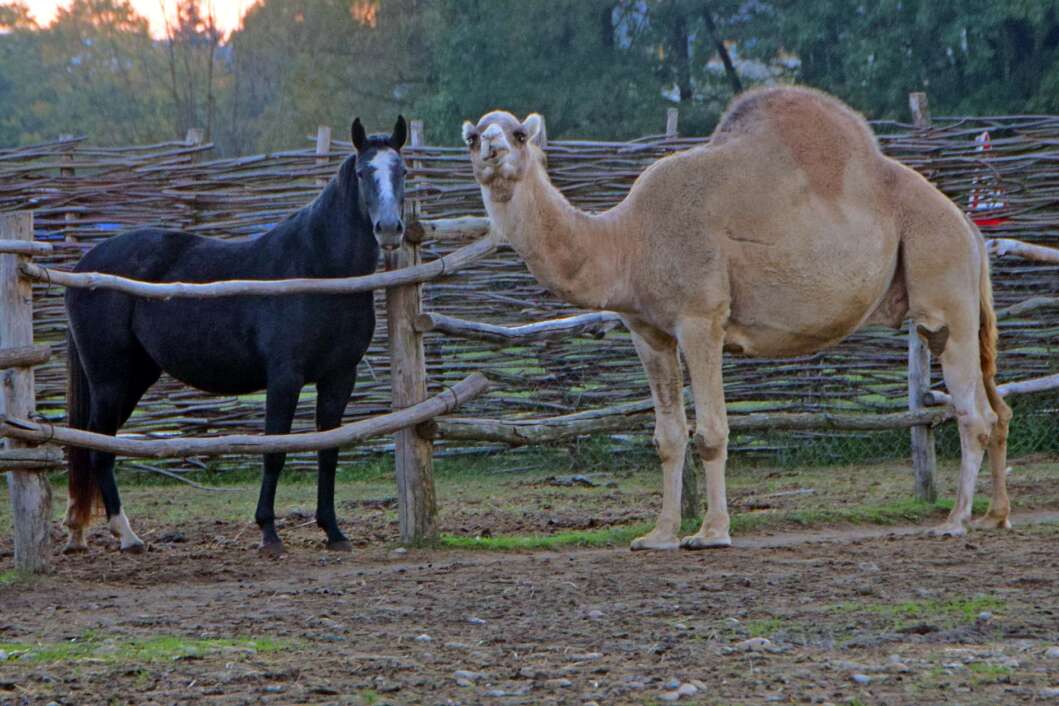 ZOO Hrvatska Sahara