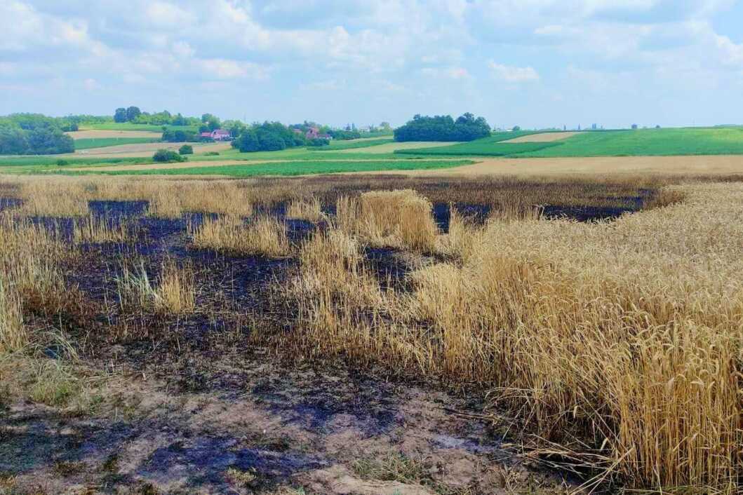 Izgorjela pšenica na polju u Svetom Ivanu Žabnu