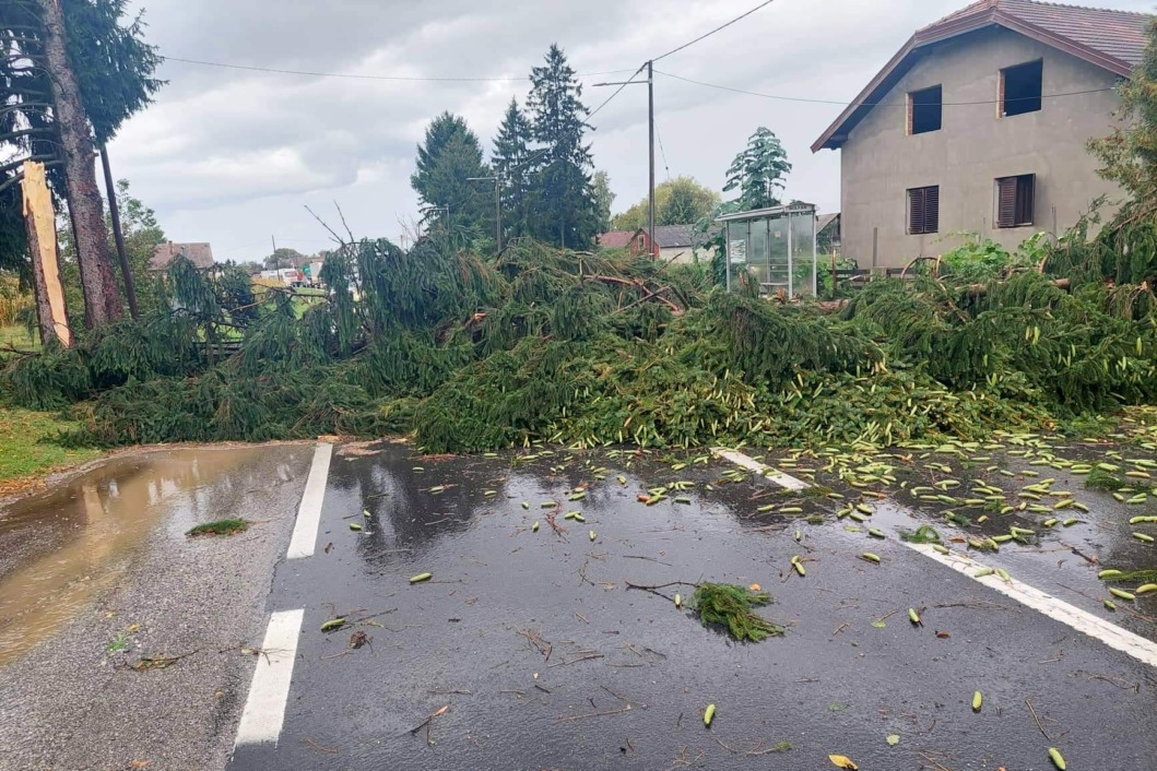 Veliki bor srušio se nasred ceste