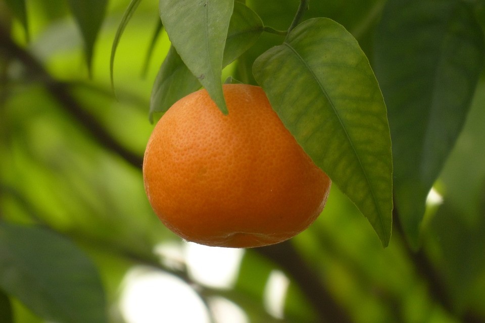 Mandarina