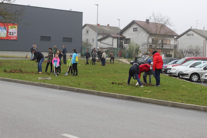 Sadnja stabala u Križevcima