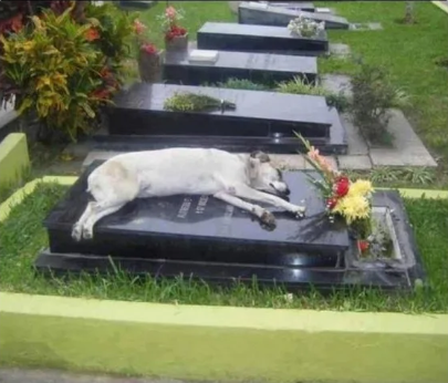 Pas leži na grobu svog vlasnika