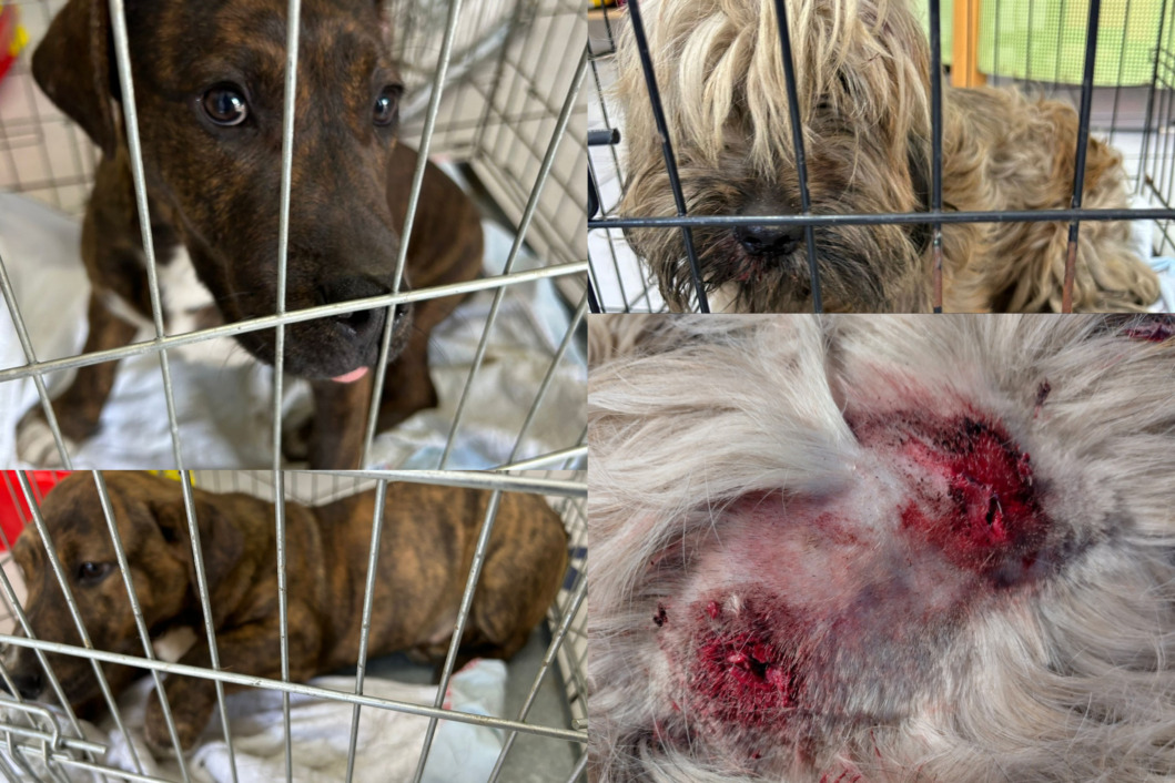 Ozlijeđeni psi u azilu udruge Prijatelji Čakovec