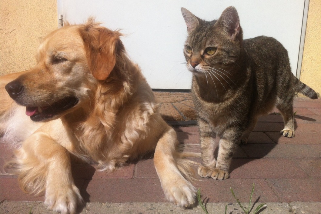 Pas i mačka