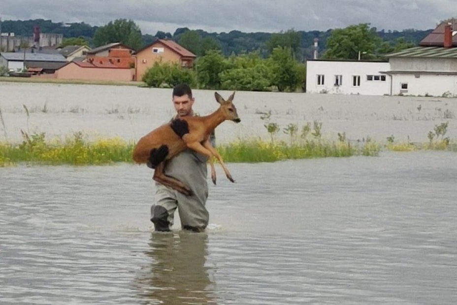 Spašavanje srne od utapanja