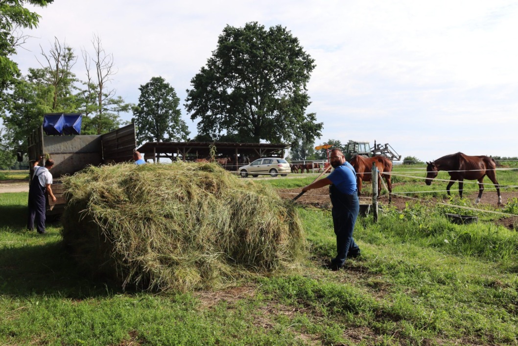 Trava će se koristiti za konje na ranču u Peterancu