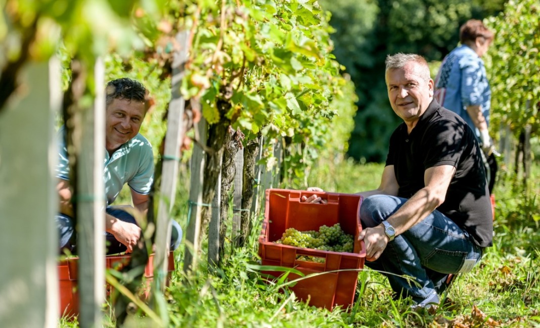 Berba u Vinogradima Ludbreškim