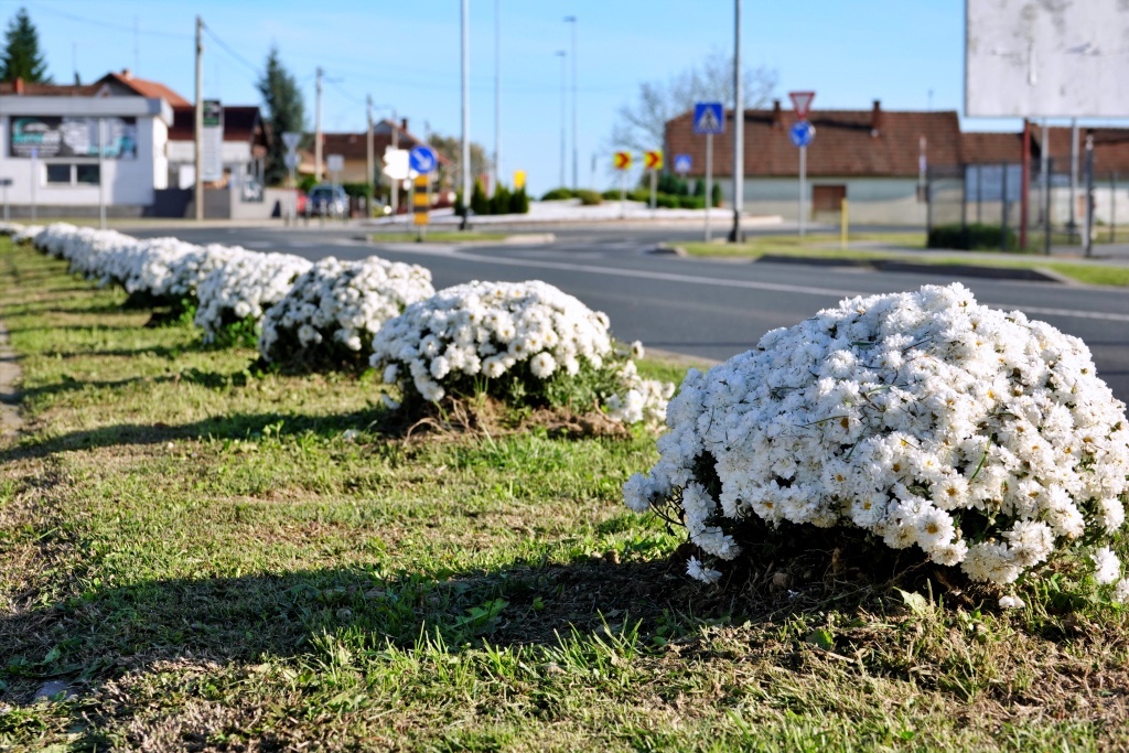 Zasađene multiflore u Vukovarskoj ulici