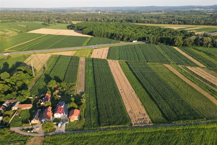 Panorama polja