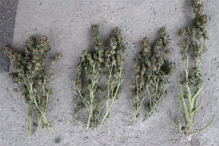 Marihuana