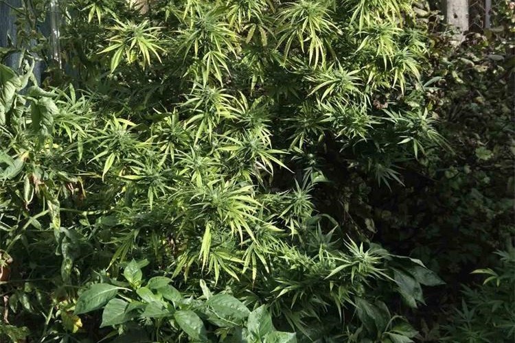 Marihuana
