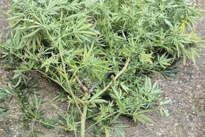 Marihuana
