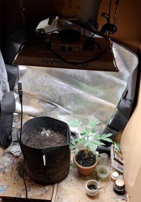 Marihuana