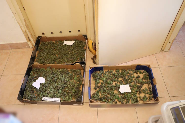 Oduzeta marihuana